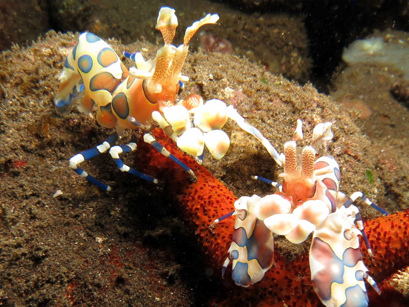Dive-Sites-Bali-Seraya-Harlequin-Shrimp