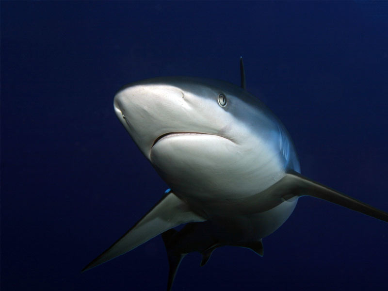 Gili-topekong-shark