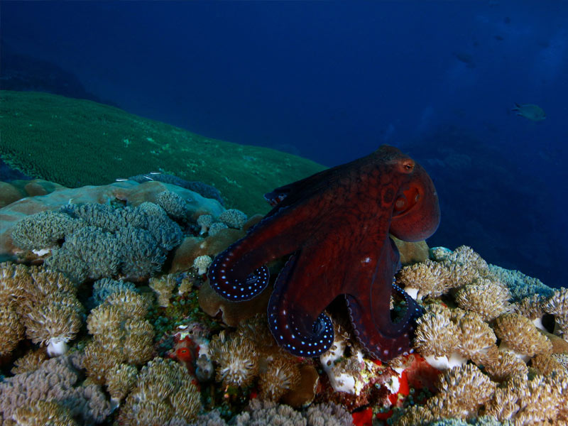 Nusa-Penida-octopus