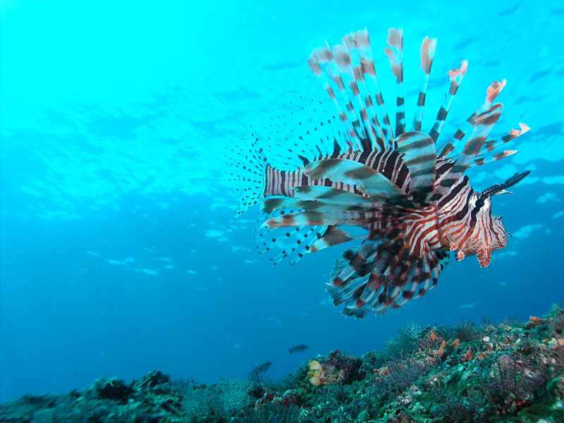 Padang-Bai-lionfish